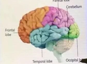 激活孩子大脑最好的三个方法: 运动、阅读和游戏！著名脑科学专家: 洪兰老师