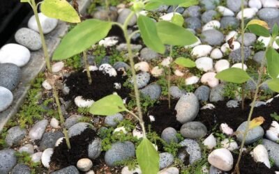 Gardening Helps Children Bloom